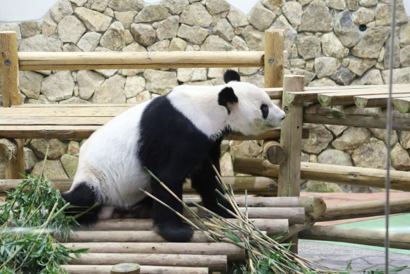 明年2月22日旅日大熊猫“永明”和双胞胎女儿回国